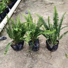 �S�ҹ���7������IާG��ֲ�������Źǲ����ԾG���ر���