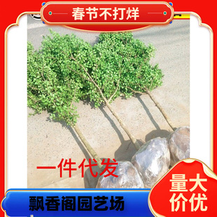 һ�����l�S����窚�UС�~�S��������ͥԺ���Թ��ӸߗU�����辰��