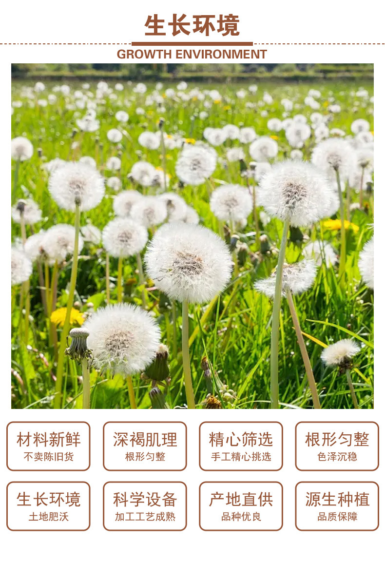 Dandelion Root (Taraxacum officinale) — Dried Food-Herb Root for Wellness Tea, 500g key features