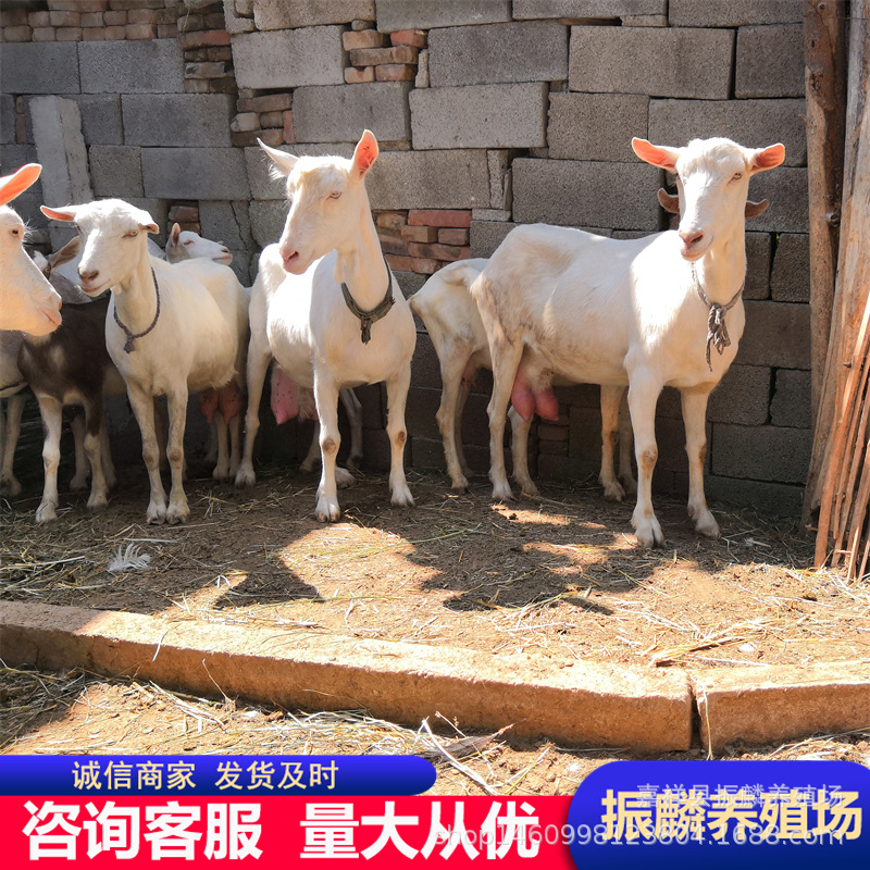 厂家供应奶羊养殖场萨能奶山羊高产怀孕母羊 湖羊羔养殖基地