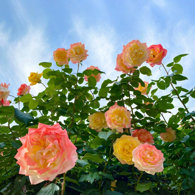 Эффектные розы-петунии в горшках, крупные, ароматные, всесезонные, садовые, зеленые растения.