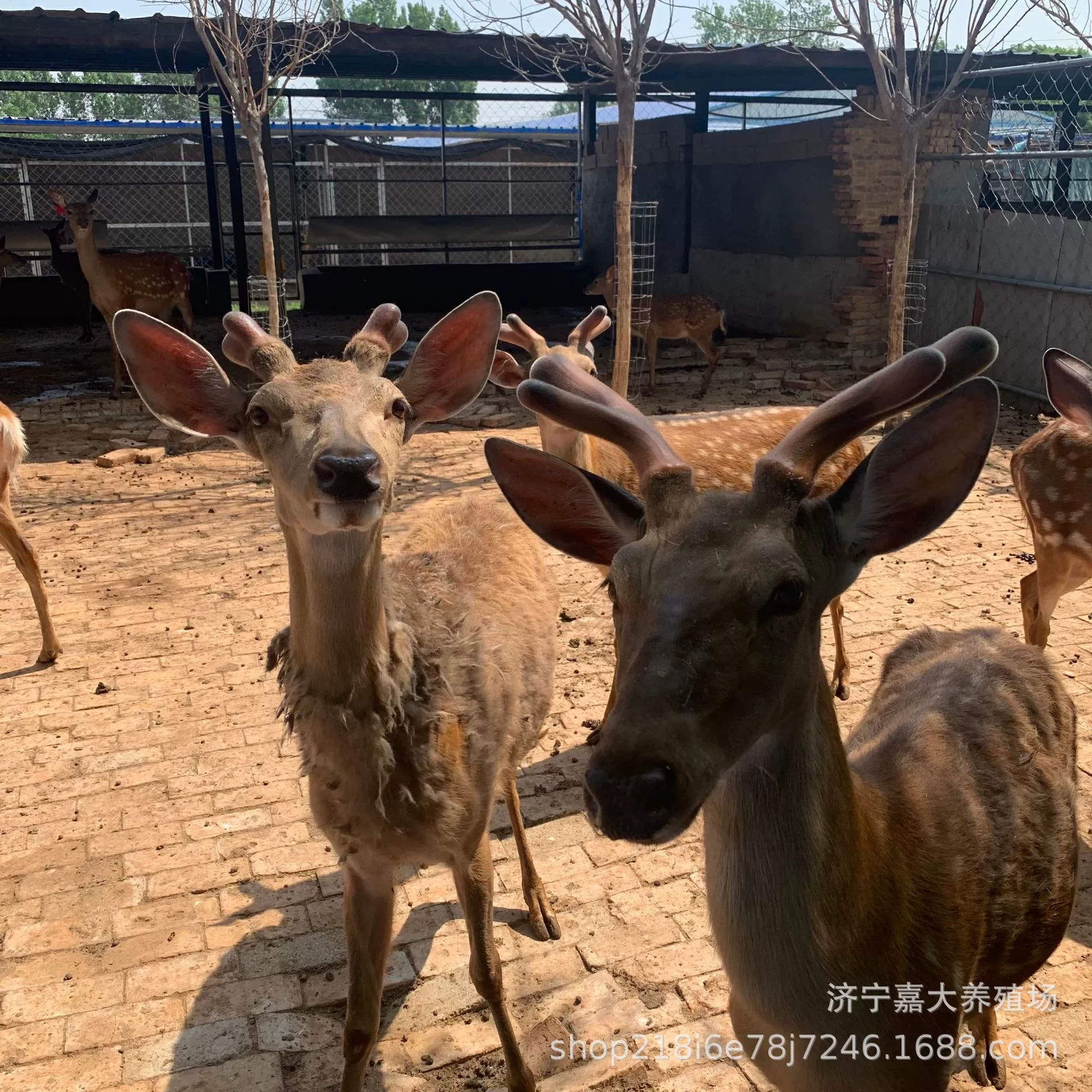 Сколько живет тело нескольких оленей Sika, рожденных в год? Сколько стоит на продажу в живописном месте фермы наблюдать за родственниками оленей