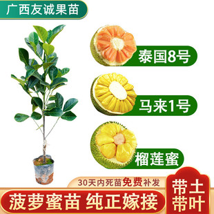 Jackfruit Tree Saplings Grafted with Thai Red Meat Dried Buds Hainan All Year Round Durian Honey Wood Jackfruit Fruit Saplings Courtyard