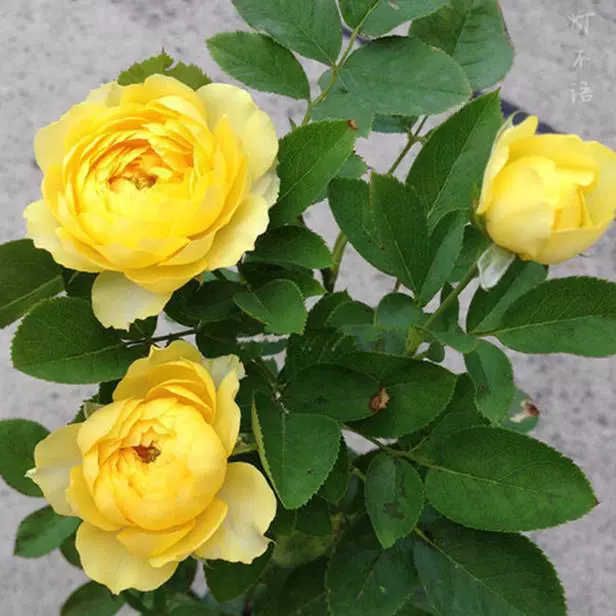 Однослойная доставка рассады канарейки, цветущих роз в горшках, вьющихся растений, лоз, розовых деревьев, зеленых растений.