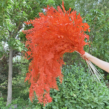 ��c���滨���ɫϵ���} ��Y���b�c��Ʒ�[������Gֲ���ϻ�