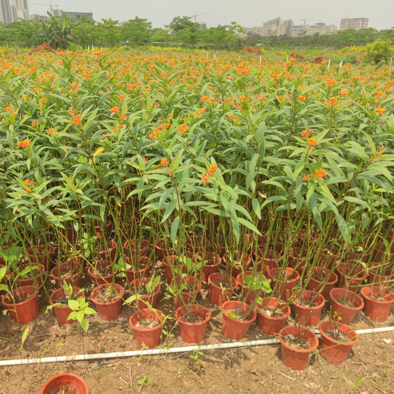 2304 питомник поставляет малигены 50-100 см