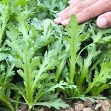 ʵ۲˷NС~N߲˷NӴȫļ̨Nﶬ͟ͺ