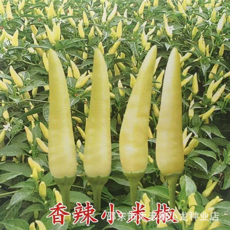 Xiao Mi Pepper Seeds, Upward Pepper Pepper Seeds, High-Yielding Millet Pepper Seeds in All Seasons, Garden Potted Vegetable Seeds