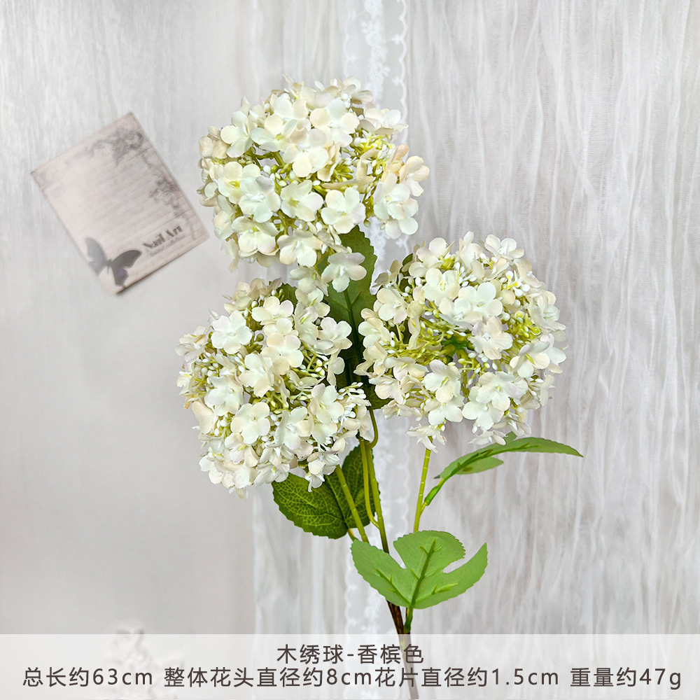 MJ-木绣球-香槟