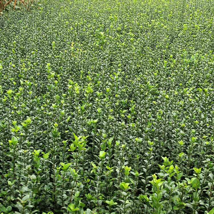 База поставляет большое количество верующих и саженцев для проведения проекта озеленения вечнозеленых кустарников в любое время года.