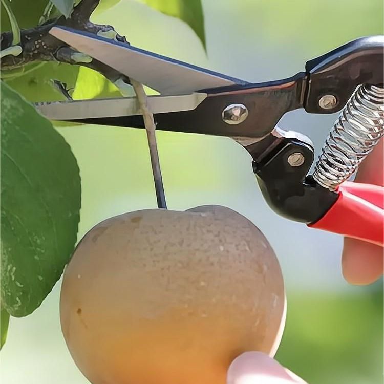 爱丽斯园林工具 300L采摘剪摘果器长嘴剪刀剪花枝修花家用花卉剪