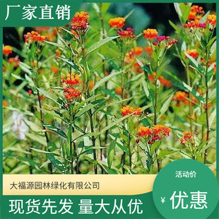 [Base Wholesale] Marigold Potted Plants, Cup Seedlings, Bag Seedlings, Garden Seedlings, Complete Specifications, Large Discounts