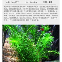 水草淡水草绿植物鱼缸水族箱龟缸真草养乌龟池蜈蚣草水芙蓉小浮萍