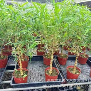 �Ϙ���������Է����{�������[���z���Ϙ��辰С���_�h����