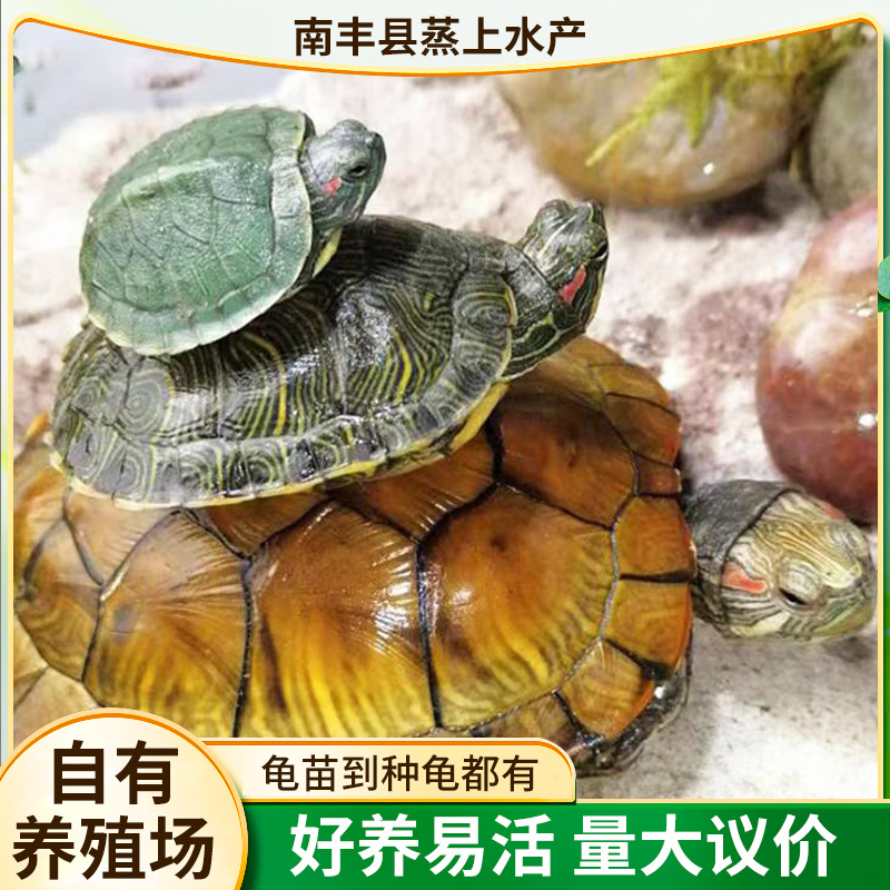 Domestic Small Turtles, Live Brazilian Red-Eared Ornamental Turtles, Aquatic Pets, Mini Turtles, Available for Sale