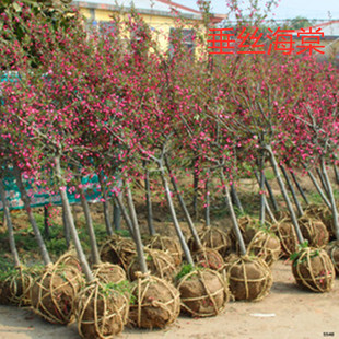 �������Ę������Դ��z�����箔���_�� ͥԺ�G����������Ҏ���Rȫ