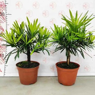 �_�h��������ʽ�辰�����Ϙ��Gֲӭ�����҃�����ͥԺ���B�ļ�����