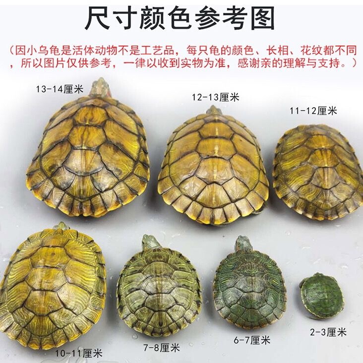 Domestic Turtles, Easy to Care For, Extra-Large Water Turtles, Couple Turtles, Pet Turtles, Live Turtles, Brazilian Turtles, Ornamental Turtles, a Pair Domestic Turtles, Easy to Care For, Extra-Large Water Turtles, Couple Turtles, Pet Turtles, Live Turtles, Brazilian Turtles, Ornamental Turtles, a Pair