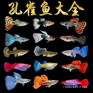 ���Ʒ�ֳ���N���Pβ���ͺ��B��ȸ�~С�͟Ꭷ�~�^�p�~��ˮ