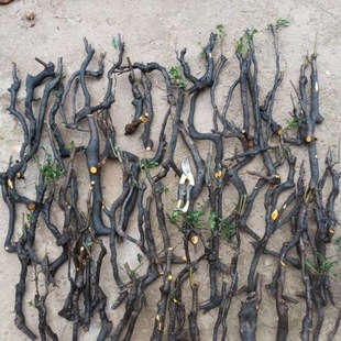 �������辰�Ϙ��k���ҽ����Ә�ƿ�m��Ѫ�t���J�[�O�Ϙ�����옶