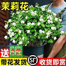 ���������Ի��ڎ����������Ϙ����ˮ���d�ӻ��ܾGֲ���҃Ⱥ��B