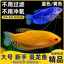 曼龙鱼热带观赏鱼黄曼龙蓝曼龙五彩血丽丽珍珠马甲球活小型淡水鱼