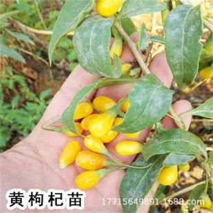 �t��轘����Ϸ������ļ��Nֲ����Ե��Ժ�����箔��Y��������m