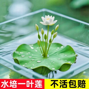 һ�~ɏ��Ƽˮ�B��ֲ���~��ˮ���쾰��ɏ˯ɏˮ������ˮ�|�_���ɻ�