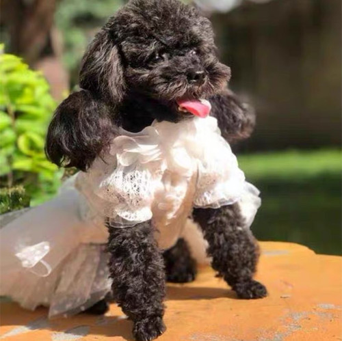 Pet dog white wedding dress teddy dog formal clothes veil cat princess evening dress tutu skirt Pet dog white wedding dress teddy dog formal clothes veil cat princess evening dress tutu skirt