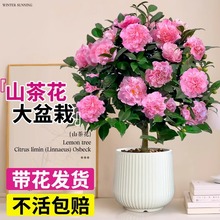 ����ɽ�軨���Ԏ�������ɫ�൤�Gֲ�����҃����̨���B��༾�_��