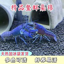 三色观赏鳌虾活体观赏虾水族宠物蓝色龙虾红色虾白色虾