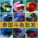 泰国斗鱼活体鱼观赏鱼热带鱼小型鱼斗鱼批发渔场直供观赏鱼批发