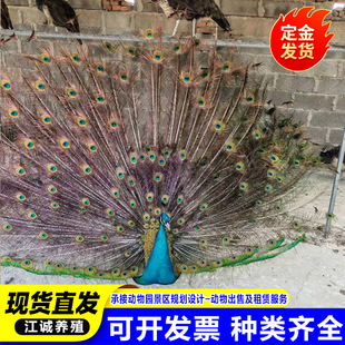 �^�p���ﻨ��ȸ һ��׿�ȸ���w�����Xһֻ �Bֳ���������U��ȸ��