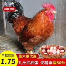 九斤红鸡种蛋鸡蛋受精蛋可孵化红玉380受精蛋可孵化九斤黄鸡种蛋