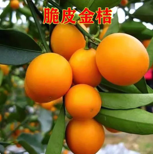 ��Ƥ����������ͥԺ���������̨���Լ޽ӽ�������B����Y��