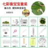 Color set (can make silkworms colorful and spin colorful silk)
