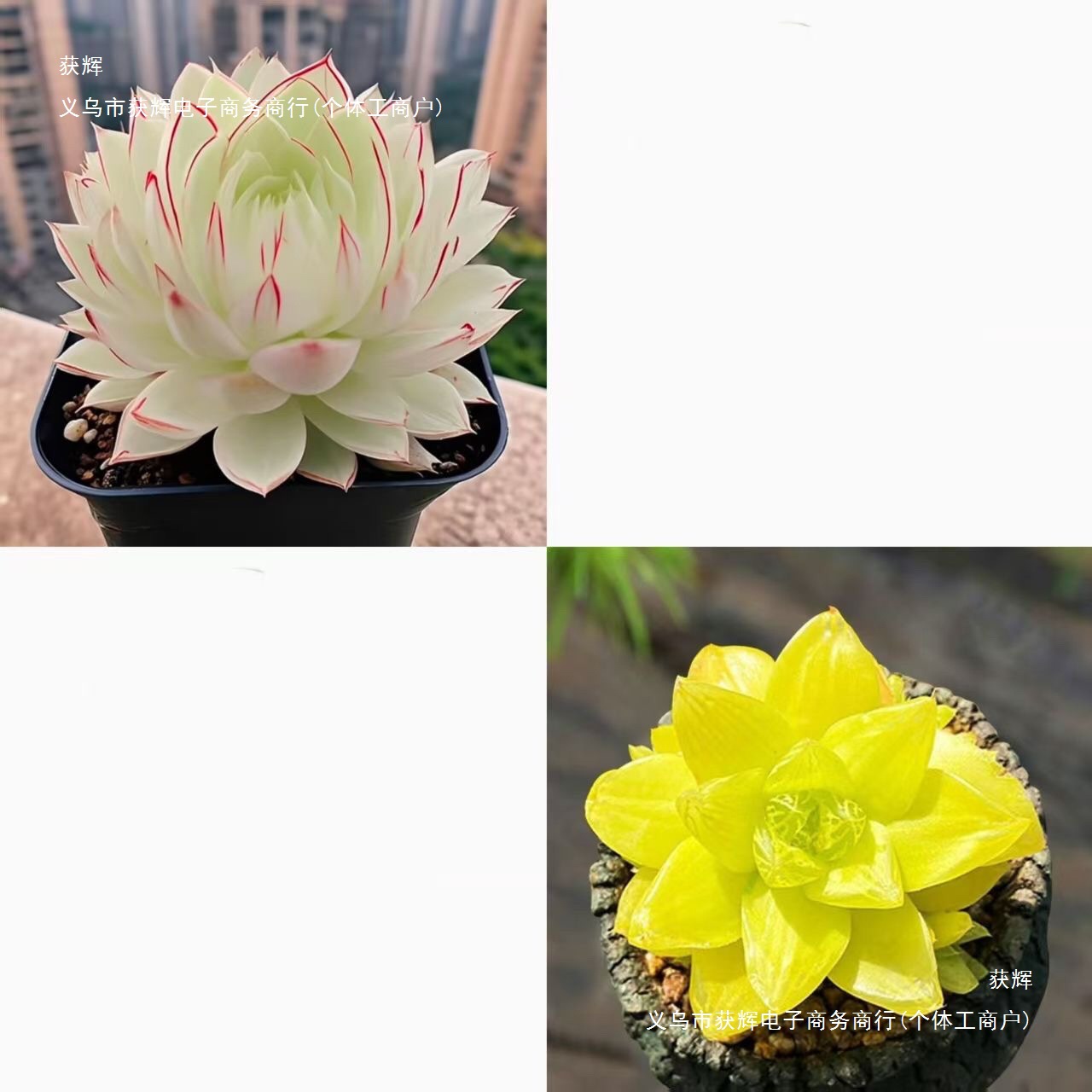 Nuevo producto Baizi Yulu combinación de plantas suculentas en maceta novatos buena carne de oficina balcón flores de la luz image 3
