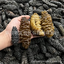 精选深海龙纹人参天然淡干螺纹海参干货南美黑刺螺丝参可代发