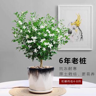 �����������Ϙ��䘶�������Gֲ�҃����̨������ֲ���ļ����B�辰