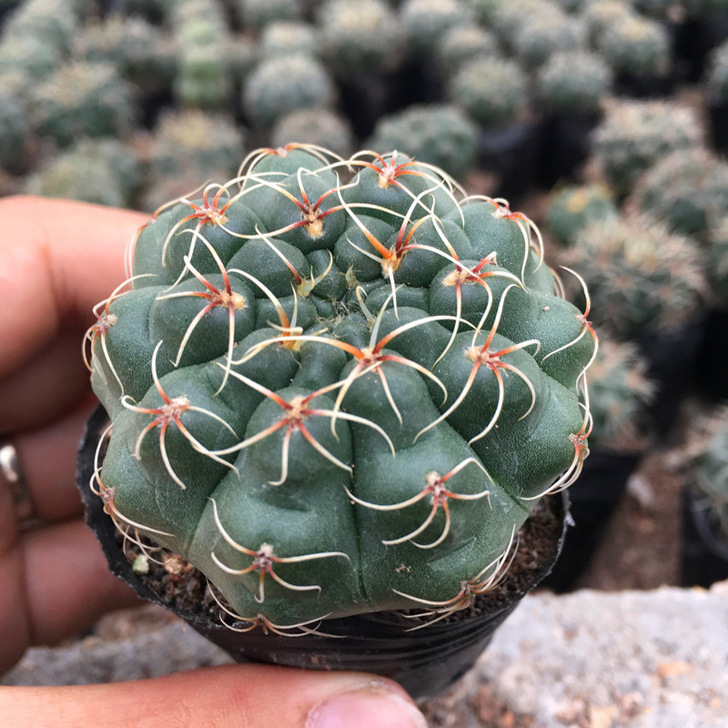 Feihua Jade 3-5cm (베어 루트와 함께 배송)