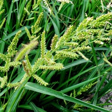 ~ȸ޷NӲƺNo¸G@ֹݷNĵî͸߲Ȝ