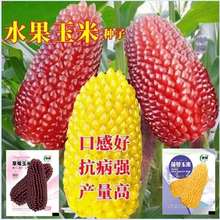 甜玉米草莓玉米种子鲜食超甜水果玉米大田四季播春秋农家蔬菜种子
