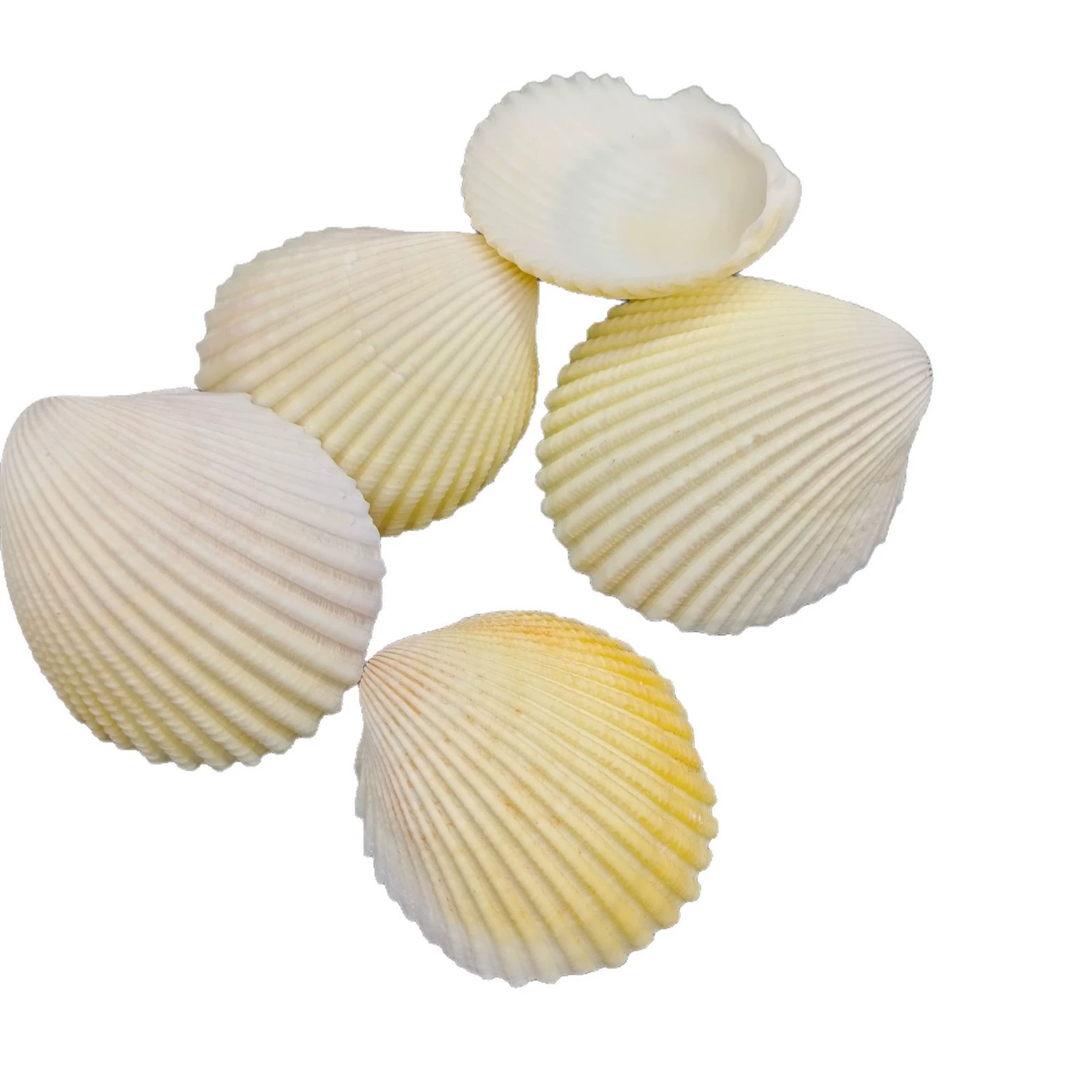 Conch shells wholesale by the pound fish tank landscaping crafts decorative accessories various mixed conch shells per pound