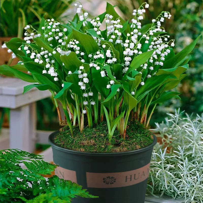 Рассада ландыша с бутонами, ароматными цветами и зелеными растениями, домашние цветы для балкона, многолетние морозостойкие растения, корни ландыша.