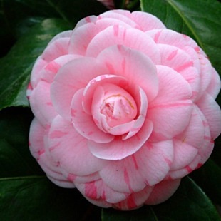 lɽ軨NӲNԵֲļɲɫ^pN