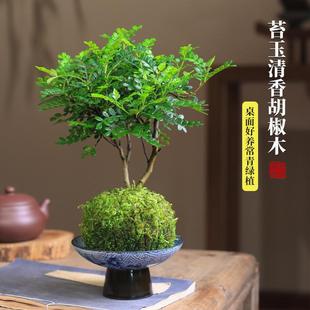 Fragrant Pepper Wood Mini Potted Desktop Office Hydroponic Plant Moss Ball Green Plant Indoor and Outdoor Mosquito Repellent