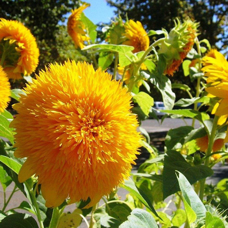 矮生多头向日葵种子室内外阳台盆栽庭院观赏花卉好养易活四季种籽