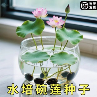 ɏN߲ɫˮ໨ˮBļɏɻNɏźGֲˮɏ