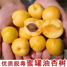 ��Ʒ�N���m�����Ә������������������޽������Ә�������