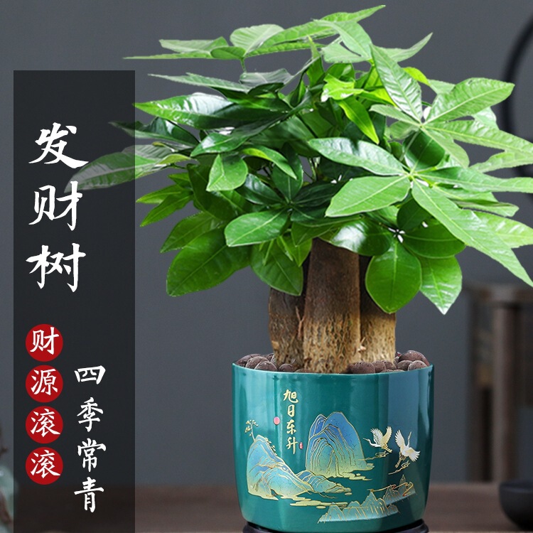 Potted Florals and Green Plants for Indoor Living Room Absorb Formaldehyde and Are Easy to Grow Chinese Money Tree Bonsai